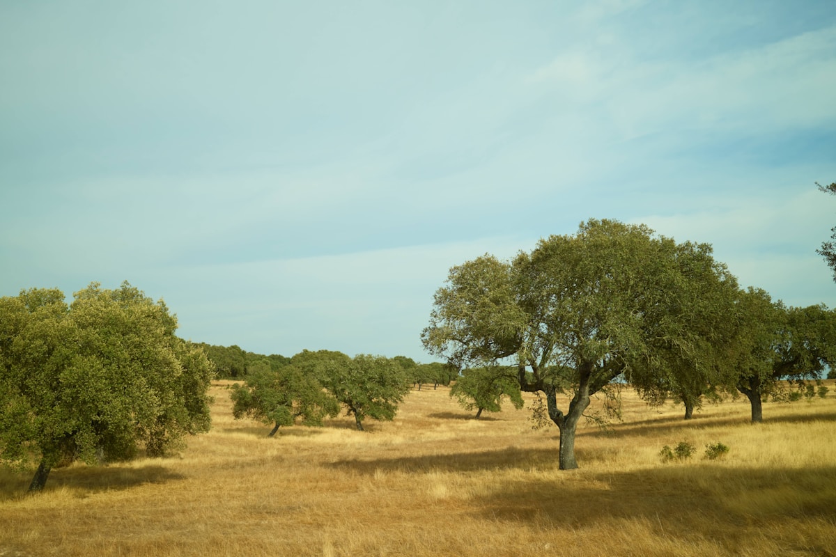 Uruguay's Wine Revolution: Tannat and South America's Best-Kept Secret
