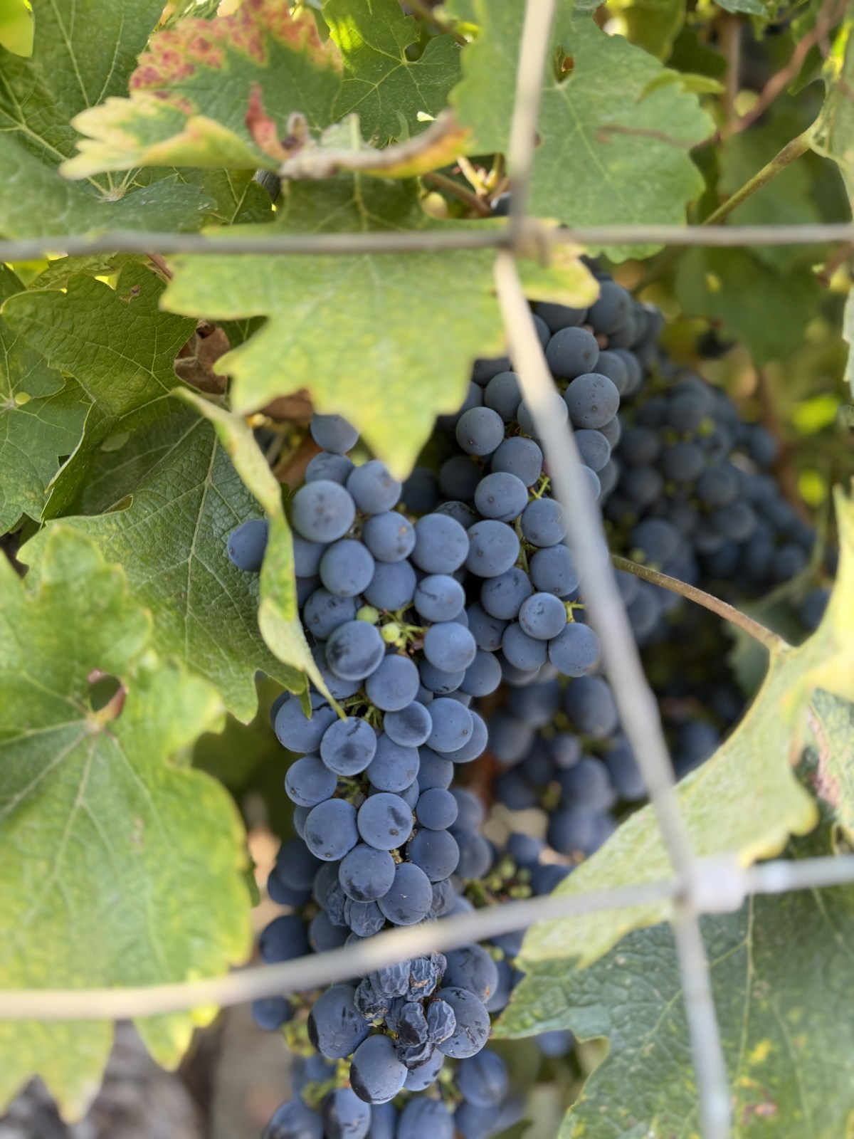 Close-up of ripe dark grape clusters on the vine in a sun-drenched Portuguese vineyard