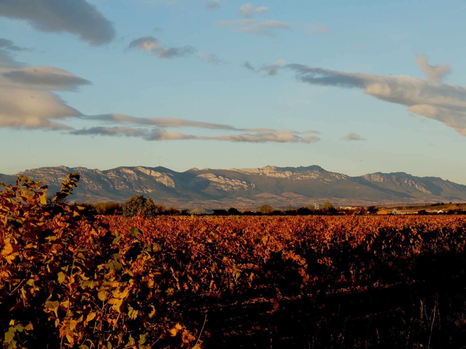 Rioja Rewrote Its Rulebook: What Actually Changed, and What It Means for Buyers