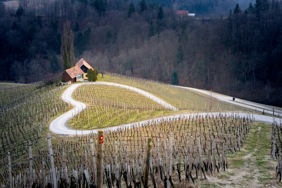 The famous heart-shaped vineyard road at Špičnik, Slovenia — one of the country’s most iconic wine landscapes. Photo by Blaz on Unsplash