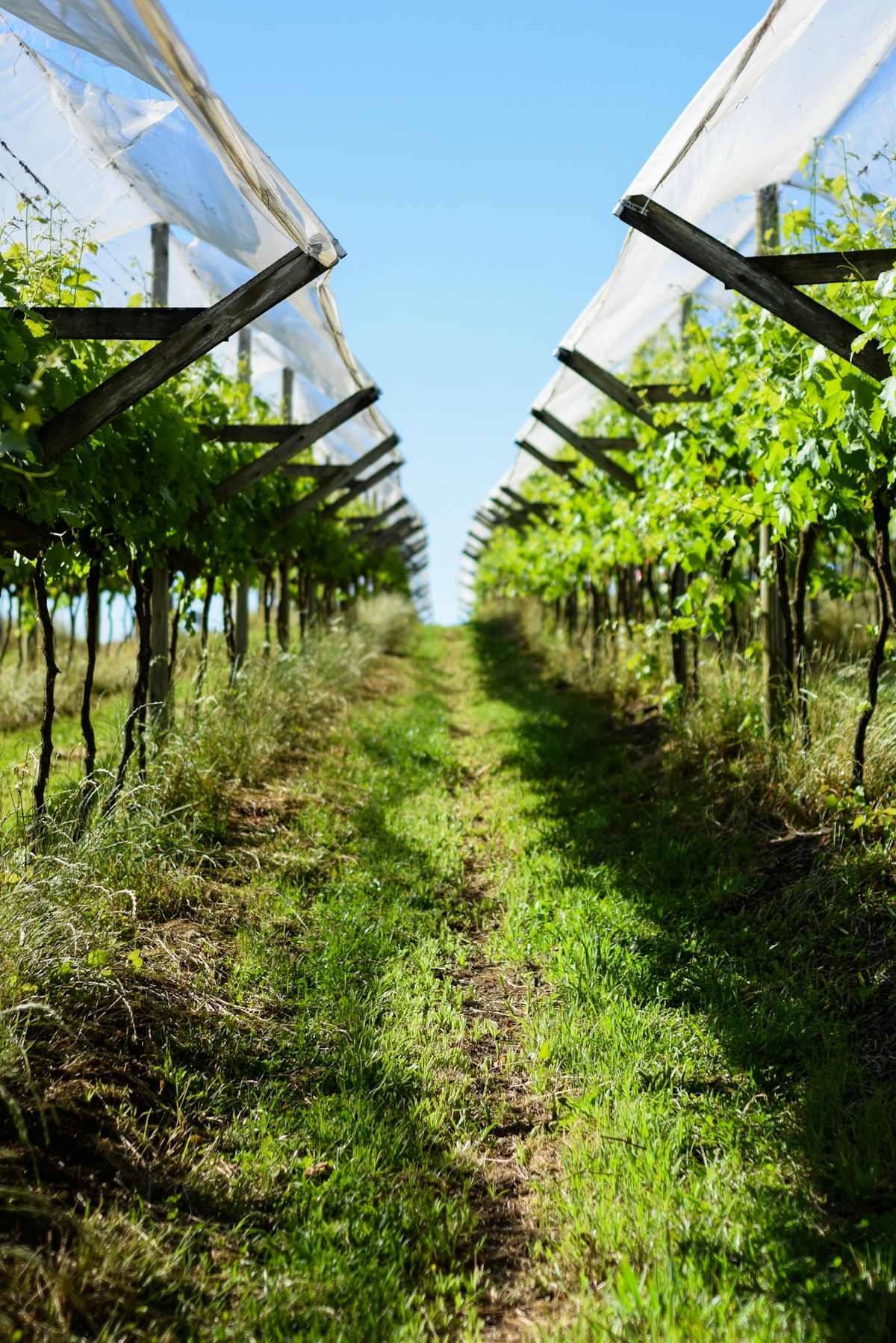 Vineyard landscape in Uruguay with rolling green hills under an expansive sky